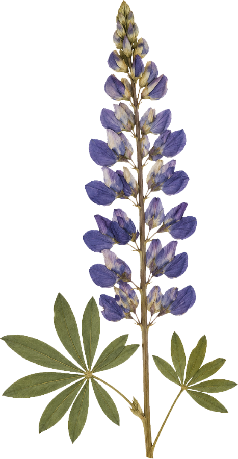 Pressed lupine flower